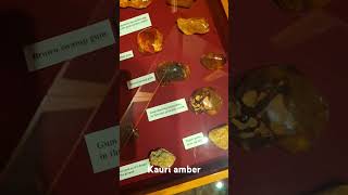 Some examples of kauri amber [upl. by Dagny]