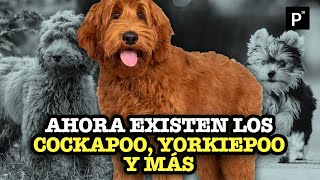 Labradoodle la cruza que dio origen a los “perros de diseño”  PÁGINA 18 [upl. by Gottlieb481]