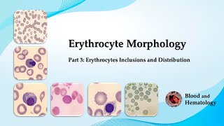 Erythrocyte morphology  part 3 Erythrocytes Inclusions and Distribution [upl. by Yardna]