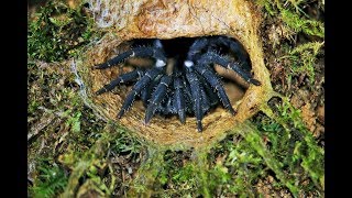 Finding the Malaysian trapdoor spider [upl. by Feinberg348]