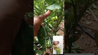 Mini garden variety vegetable plants 😍netureharika minigarden shorts goodvibes yt subscribe me [upl. by Leizar492]