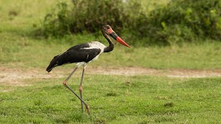 Birding Uganda 2018 512 Kazinga Channel [upl. by Oribella]