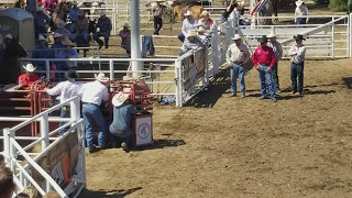 Steer wrestling  Clovis Rodeo [upl. by Sweyn]