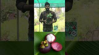 Mangosteen Plants  Mangosteen Fruits  Rare Fruit Plants In Telugu  Ashok Chakra Nursery  Kadiyam [upl. by Ayin576]