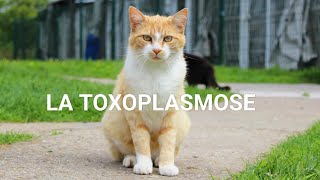 PARASITOMYCOLOGIE🪱 COMPRENDRE TOXOPLASMOSE EN 40 min 😸🐱 [upl. by Lune250]