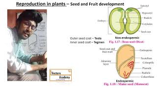 Reproduction in Plants  Lecture 7  Seed and Fruit development [upl. by Naimed109]