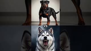 rottweiler vs husky dogGerman ShepherdPit bullLabrador Retrieveranimals [upl. by Inatirb]