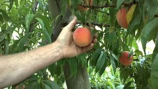 Harvesting Peaches [upl. by Ttej]