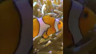 Close view of Adamsia Sea anemone of Phylum Coelenterata and Clown fish [upl. by Ripley]