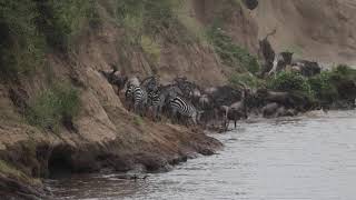 Wildebeest river crossing and a crocodile kill Massai Mara Kenya [upl. by Arama193]