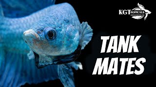 Top 10 Tank Mates For Bettas [upl. by Ulysses]