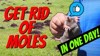 How to Quickly Catch a MOLE in One Day  Easy with NO TRAPS [upl. by Leifer]