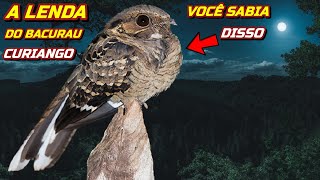 Curiosidades Sobre o Bacurau Curiango Ave Noturna Do Canto quotAmanhÃ£ Eu Vouquot [upl. by Orit]