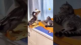 Funny Cat Voice cat catvideos funnyanimal shortsfeed animals comedy catvoice animalvideos [upl. by Henrique]