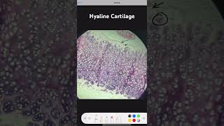 Hyaline Cartilage [upl. by Ainatnas109]