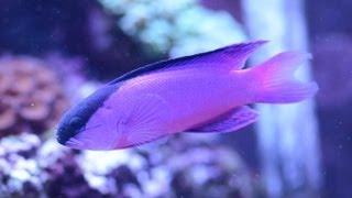 Care for Black Cap Basslet Gramma melacara 黑帽 [upl. by Anital]