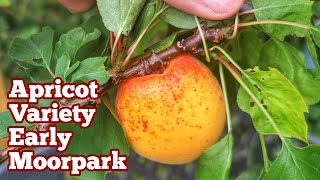 Apricot Variety Early Moorpark A Cold Hardy Apricot For Short Summers July Fruit Look [upl. by Kamaria]