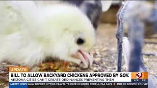 Gov Hobbs approves bill to allow backyard chickens [upl. by Fugere]