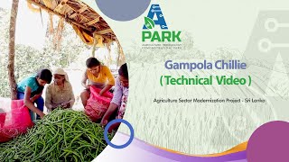 Gampola Chillie Technical Video [upl. by Eisaj290]