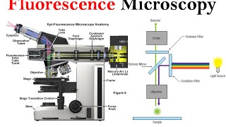 Fluorescence microscopy  fluorescence microscope principle [upl. by Leong]