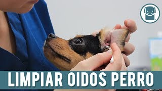 Cómo Limpiar Las Orejas De Un Perro [upl. by Guerin137]