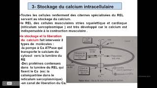 Cytologieبالعربية  5 Système endomembranaire  Part 3 Réticulum endoplasmique lisse REL [upl. by Ynnaffit220]