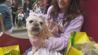 Mystic Krewe of Barkus announces Barbie theme [upl. by Grosmark]