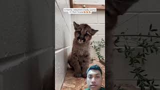 Anak puma yang imutshorts remix animals puma cat [upl. by Becky]