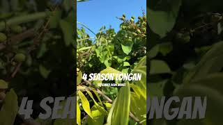 Longan tree fruit update in San Diego CA  September 2024 tropicalfruit fruitgarden fruit [upl. by Pena707]