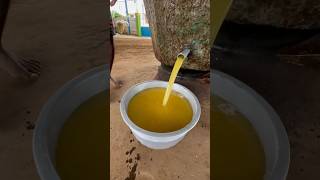 Traditional Process Of Making GroundNut Oil By Bull Power namasteiindiaindianfoodexplore [upl. by Gun]