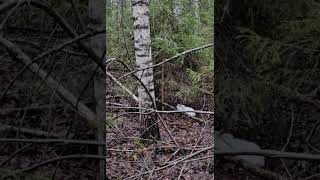 Заяц беляк притаился и пропускает гончуюThe white hare skips the hound [upl. by Finbur]