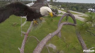 Hurricane Helena in Florida F23 flies to the nest with dry grass  1708  20240926  SWFL [upl. by Lishe212]