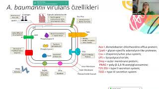 KLİMUD ADSİde Ayın Konuğu Acinetobacter baumanii ve Stenotrophomonas maltophilia [upl. by Ulu]