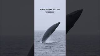 Rare footage of a Minke Whale breaching whale wildlife [upl. by Asila62]