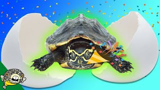 New Turtle Eggs Thank you 40000 Subscribers Musk Turtle Breeding Success [upl. by Notnroht]