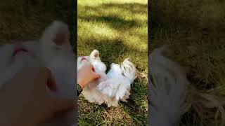 Adorable havanese 🥹🥹🥹 puppy [upl. by Einnaffit]