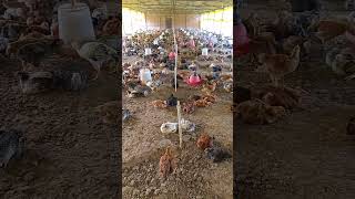 chicks after 36 days poultry poultaryfarming murga chicks chicken birds farming [upl. by Murry785]