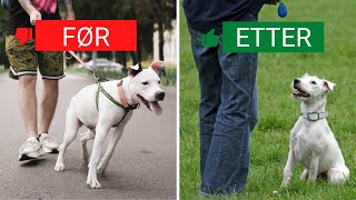 5 tips Bedre samarbeid med hunden din [upl. by Radke138]