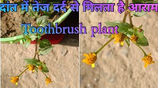 Aanacyclu Pyrethrum के फायदे और लाभ aushadhi gun  Toothbrush plant care  toothbrush plant [upl. by Priscilla781]