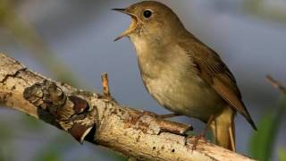 NIGHTINGALE SONG 4 hours REALTIME Beautiful Nightingale Singing BirdsongNature soundspart1 [upl. by Scarlett16]