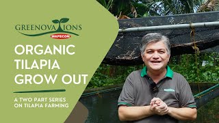 ORGANIC TILAPIA GROW OUT  A Two Part Series on Tilapia Farming PART 2 [upl. by Toile632]