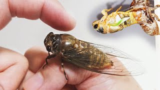 매미와 친구가 되는 과정 The process of making friends with a cicada 매미 유충 우화 [upl. by Eissel]