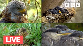 🔴 LIVE Springwatch Bird Cam 🐣 Day 2 2022  BBC [upl. by Shermie]