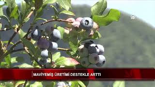 Maviyemiş üretimi destekle arttı [upl. by Avat]