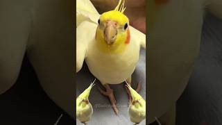 Adorable Cockatiel Singing Cookie song 🎵 cockatielscraze [upl. by Tenom]