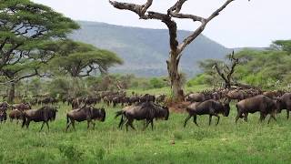 Troels Hammer  Theme From Ngong Hills Official Video [upl. by Morie]