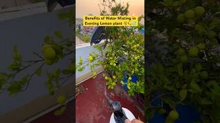 Benefits of Evening Water misting for plants 🪴💦🍋 misting terracegarden tips [upl. by Budde]