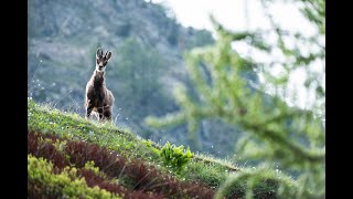 5 curiosità sul camoscio [upl. by Dona]