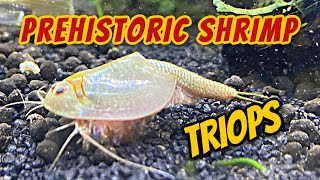 30 Days of Triops  Hatching Growth and Behavior  Feeding [upl. by Eniawed]