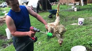 Plucking Chickens with the Power Plucker Drill Attachment [upl. by Salman]